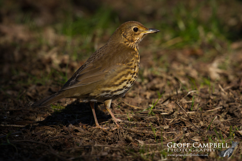 Song Thrush
