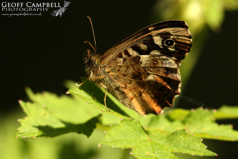 Speckled Wood