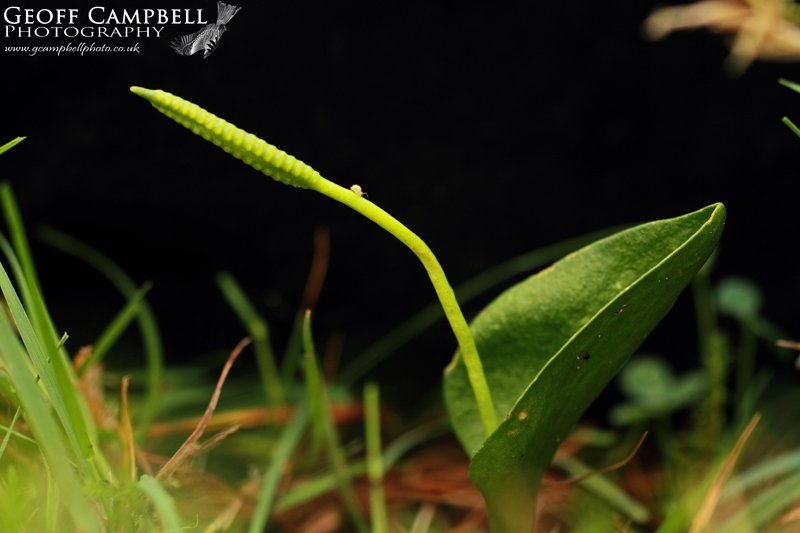 Spider on Adders Tongue Fern