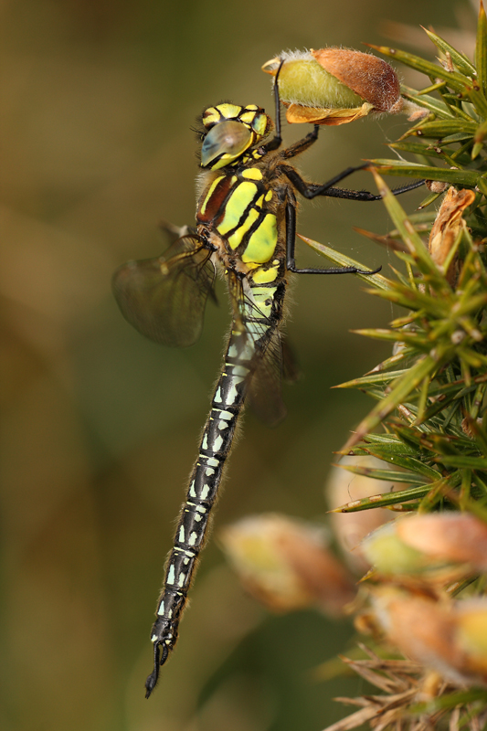Spring/Hairy Hawker (Brachytron pratense)
