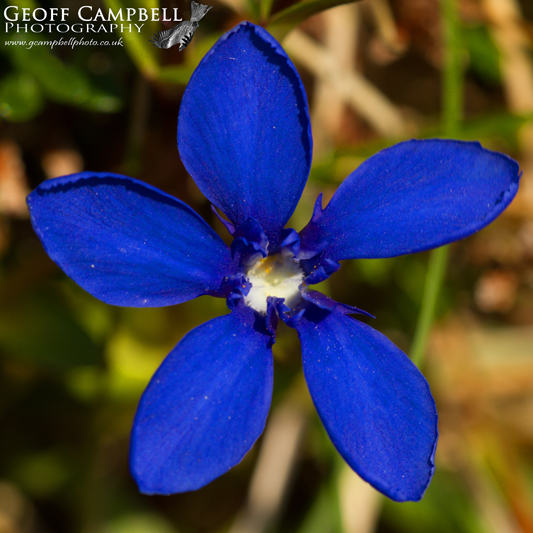 Spring Gentian