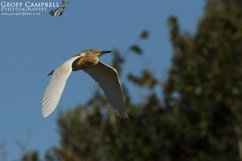 Squacco Heron