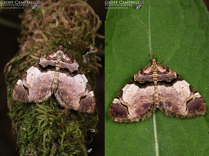 Streamer (Anticlea derivata)