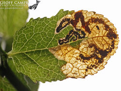 4.036 Stigmella myrtillella - Bilberry Dot