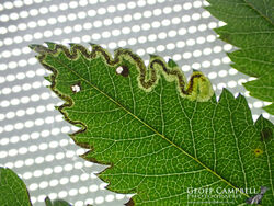 4.025 Stigmella nylandriella - Rowan Dot