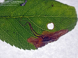 4.042 Stigmella plagicolella - Blue-shot Dot