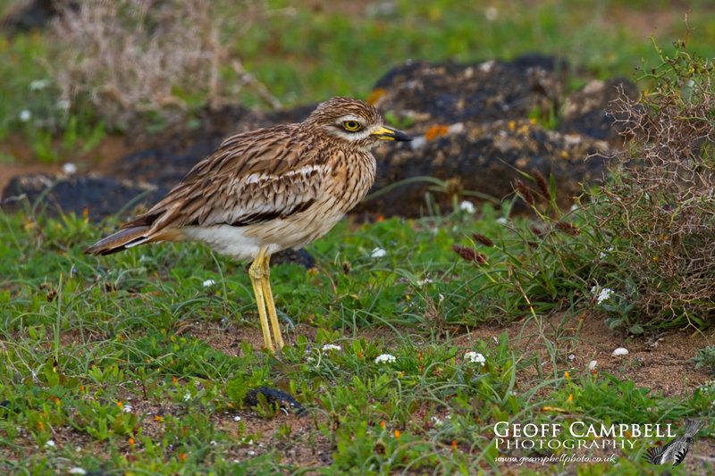 Stone Curlew (Burhinus oedicnemus insularum)