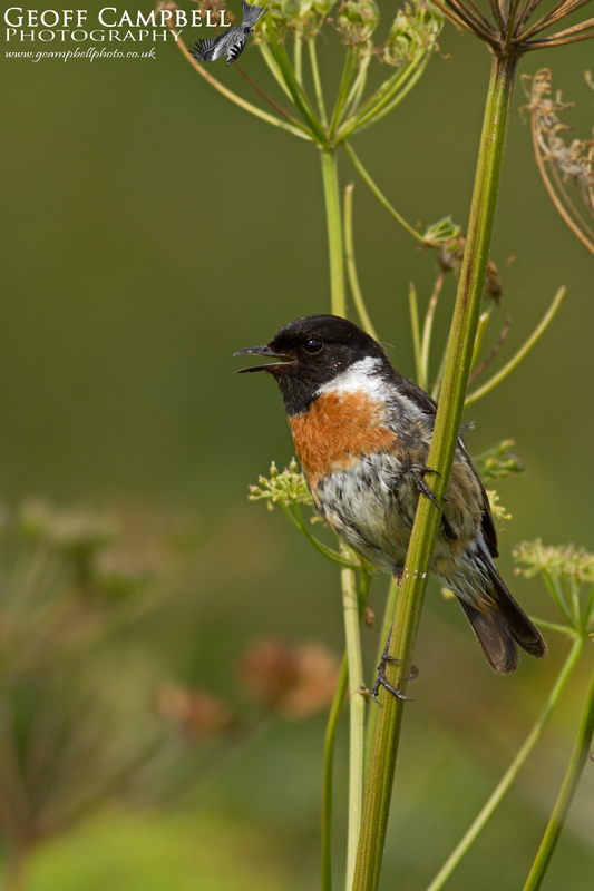 Stonechat - Male