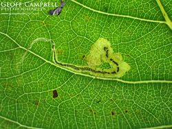 4.039 Stigmella trimaculella - Three-spot Dot