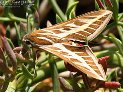 Striped Hawk-moth (Hyles livornica)