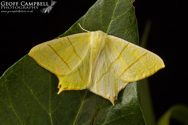 Swallowtail Moth