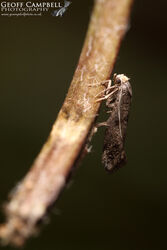 16.017 Swammerdamia pyrella - Copper-fringed Drab