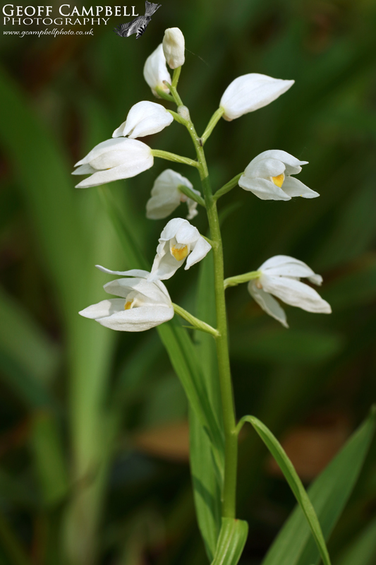 Sword-leaved Helleborine