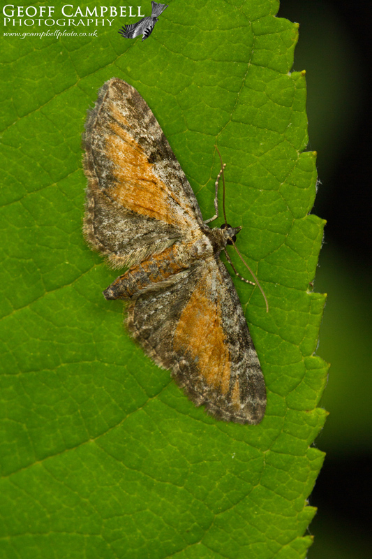 Tawney speckled Pug