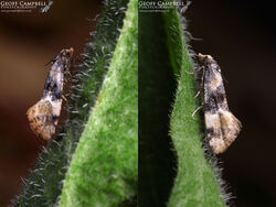 49.133 Thyraylia nana - Birch Straw