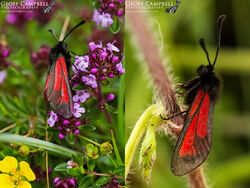 Transparent Burnet (Zygaena purpuralis)