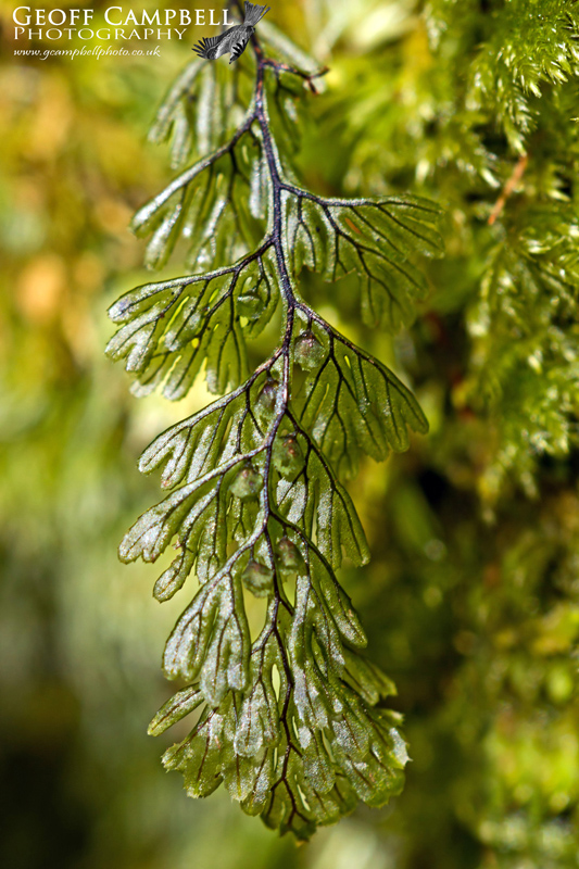 Tunbridge Filmy Fern