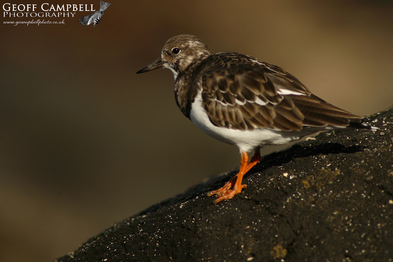Turnstone
