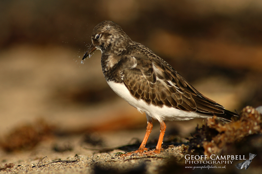 Turnstone - Bird Flu