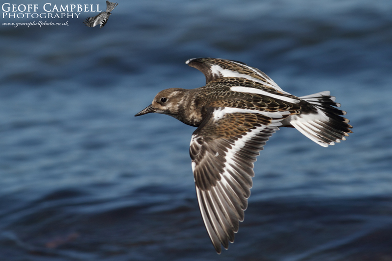 Turnstone in Flight