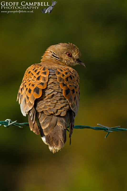 Turtle Dove