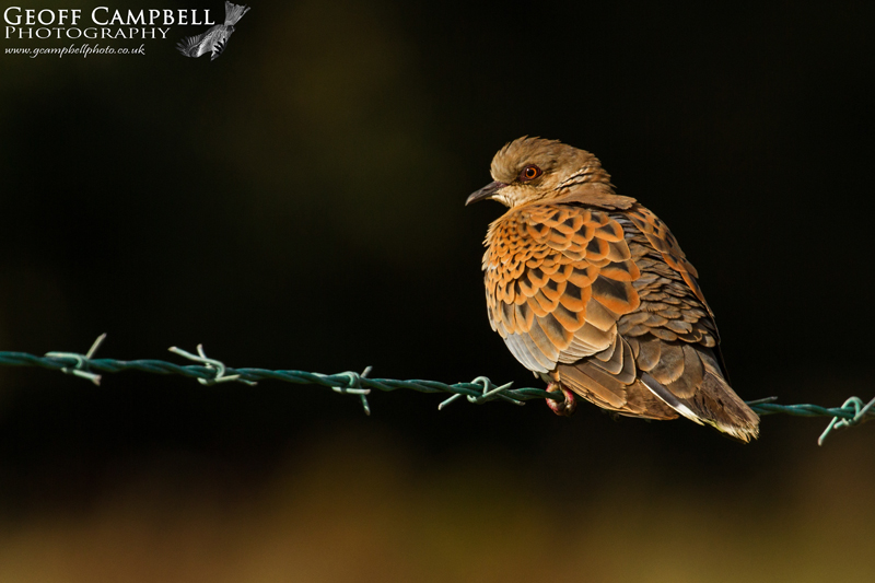 Turtle Dove