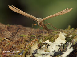 45.013 Stenoptilia bipunctidactyla - Twin-spot Plume