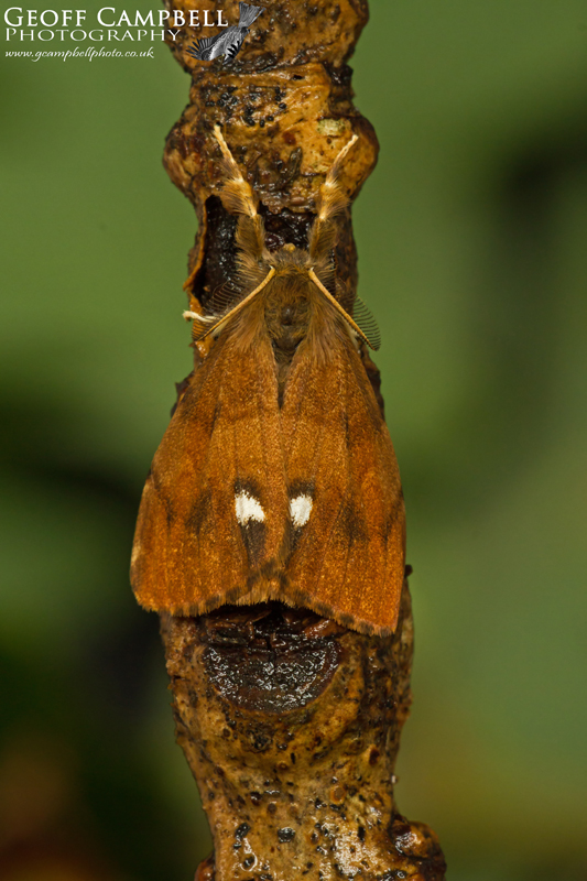 Vapourer - Male