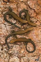 Viviparous Lizard or Common Lizard (Zootoca vivipara)