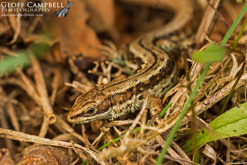 Viviparous Lizard
