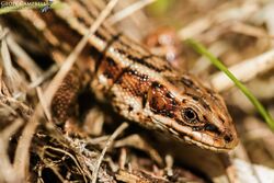 Viviparous Lizard or Common Lizard (Zootoca vivipara)