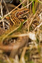Viviparous Lizard or Common Lizard (Zootoca vivipara)