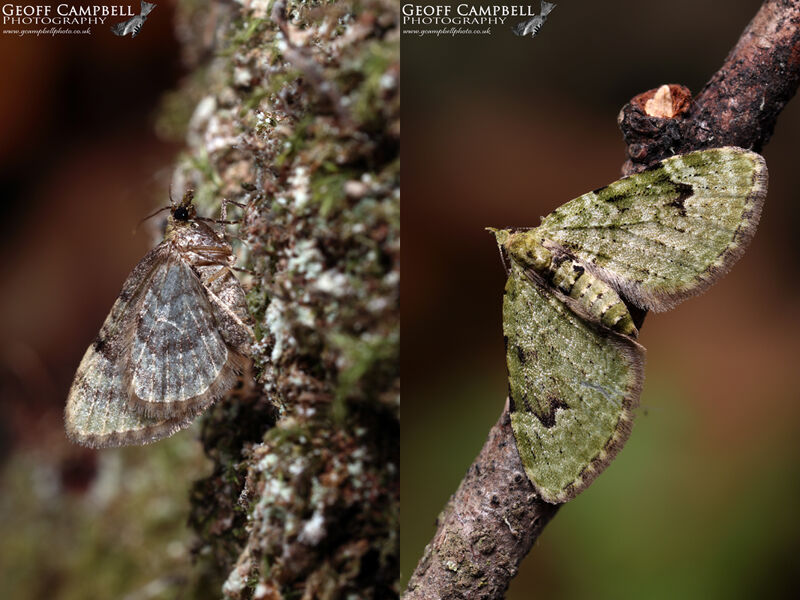 V-Pug (Chloroclystis v-ata)