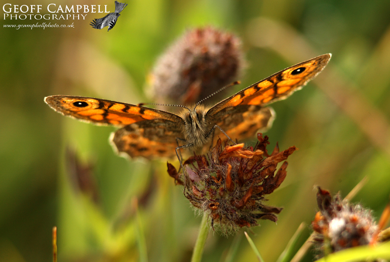 Wall Brown