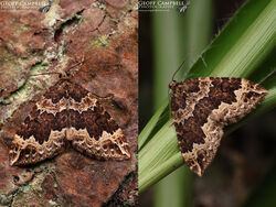 Water Carpet (Lampropteryx suffumata)