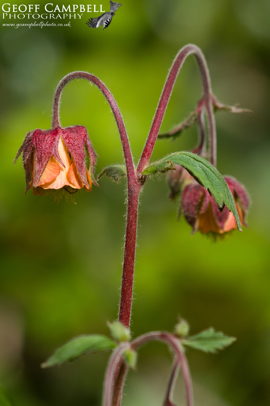 Water Avens