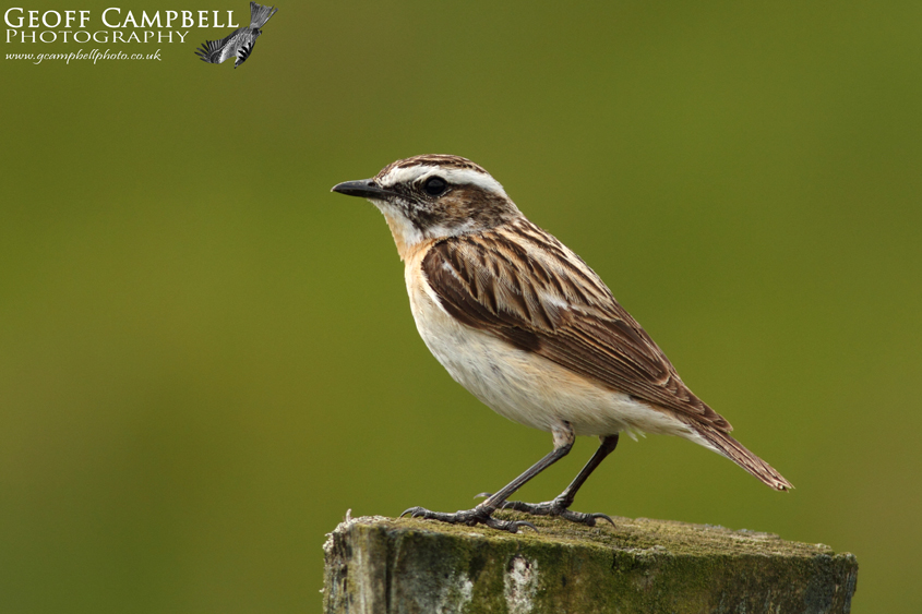 Whinchat - Male