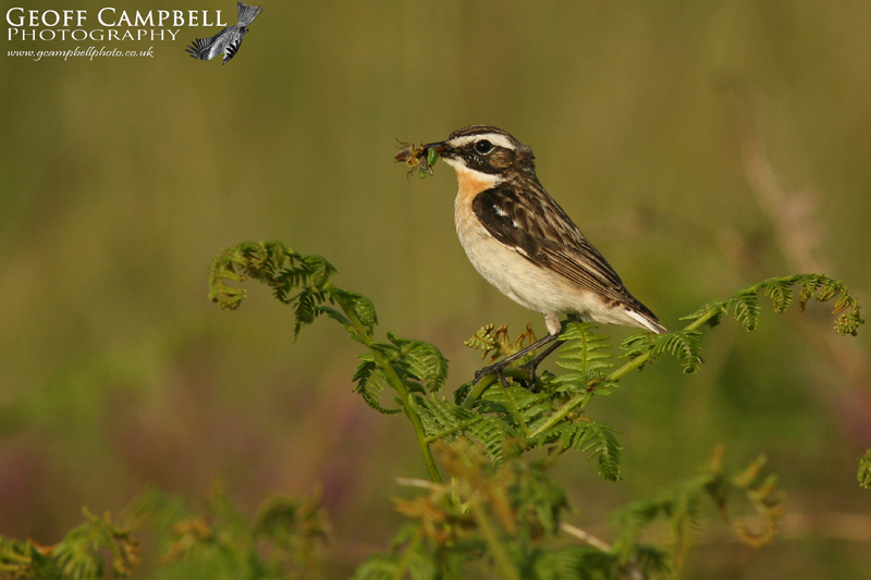 Whinchat - Male