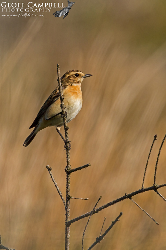 Whinchat - female
