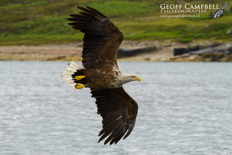 White-tailed Sea Eagle