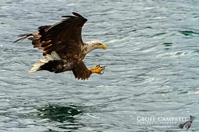 Hunting White-tailed Sea Eagle