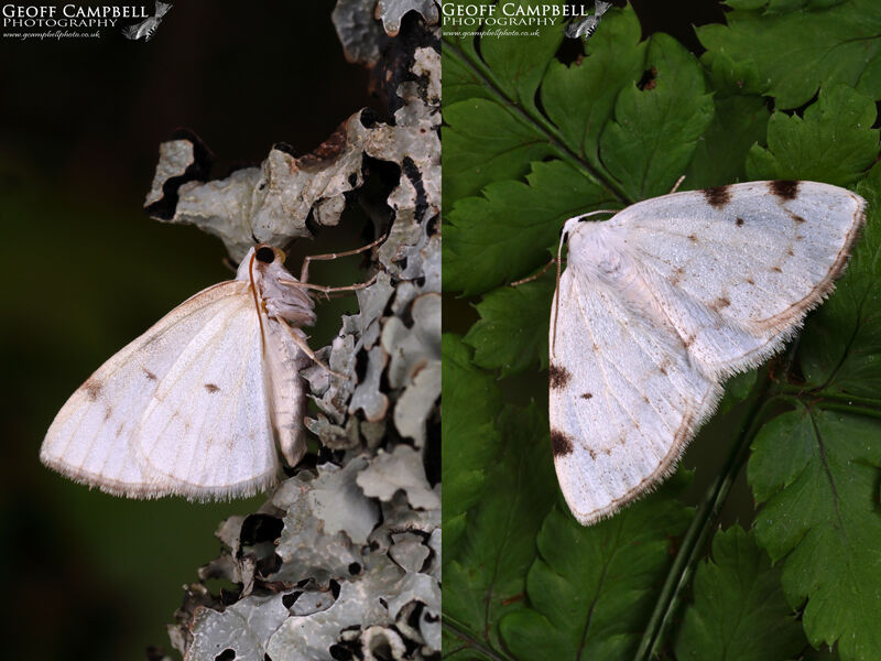 White-pinion Spotted (Lomographa bimaculata)