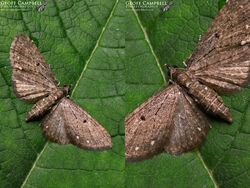White-spotted Pug (Eupithecia tripunctaria)