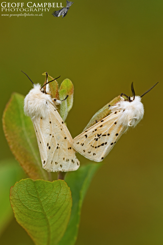 White Ermine