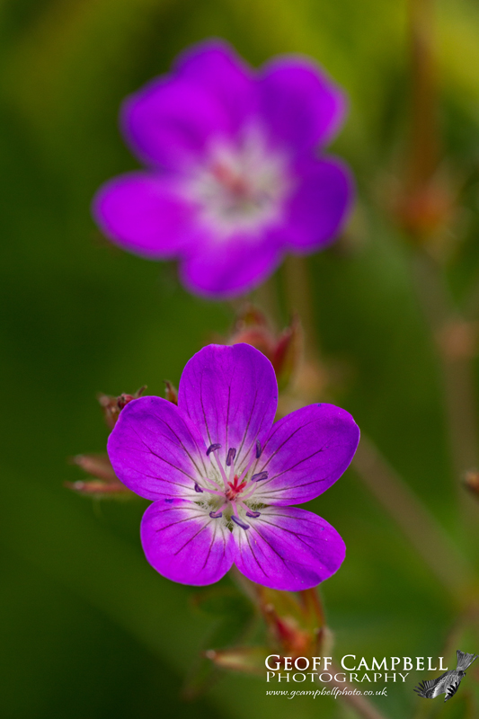 Wood Cranesbill