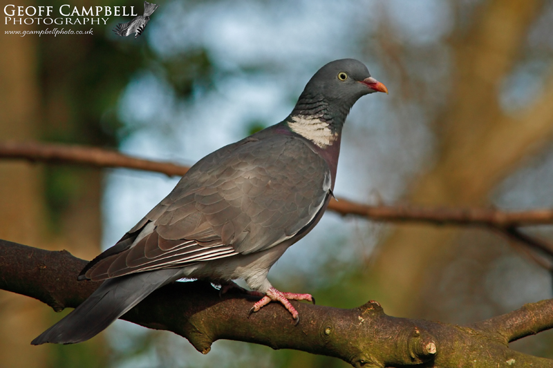 Woodpigeon