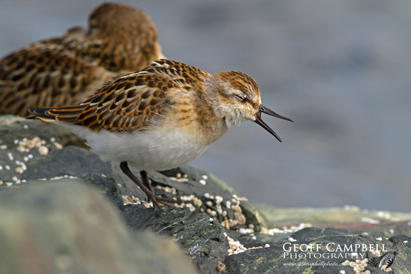 Yawning Little Stint