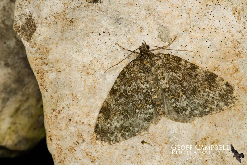 Yellow-ringed Carpet