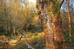 Yellow Horned Moth Roosting on Birch Trunk