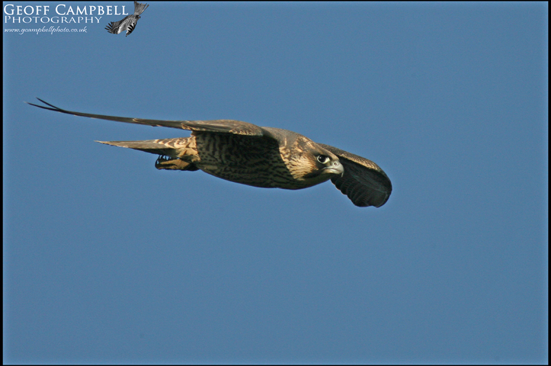 Young Peregrine
